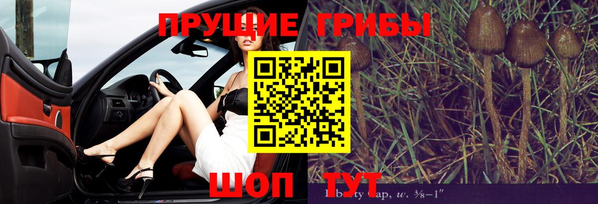 Псилоцибиновые грибы Psilocybe Кашира